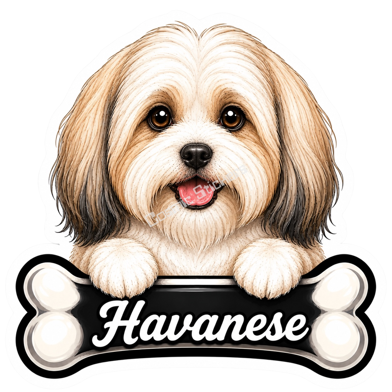 Havanese