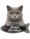 British Shorthair, Cat