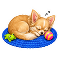 Paws & Dreams - Long-Haired Chihuahua